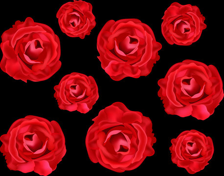 Vector floral seamless texture with realistic red roses