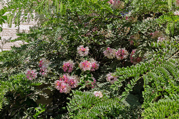 Naklejka na ściany i meble tree with white and pink flowers closeup