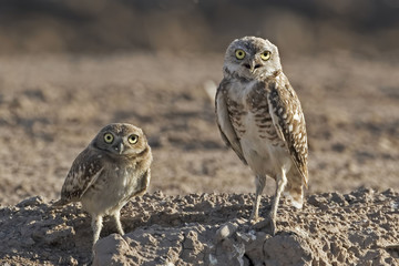 Burrowing Owl, Athene cunicularia, adult with young