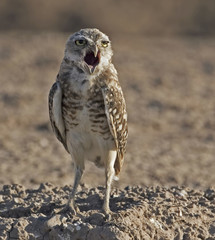 Burrowing Owl, Athene cunicularia