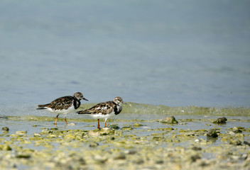 A pair of Ruddy Turnstone
