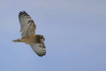Short-eared Owl, Asio flammeus, in flight