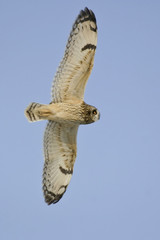 Short-eared Owl, Asio flammeus, flying