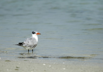 Caspian tern