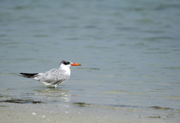 Beautiful Caspian tern