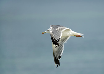 Fototapeta na wymiar Heuglins gull in flight
