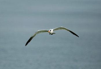 Beautiful Caspian tern in flight