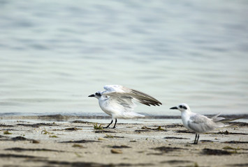 gull-billed terns