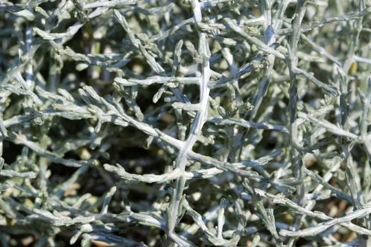 Silver and evergreen plant Calocephalus brownii
