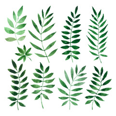 collection painted watercolors of plants and leaves. vector illustration