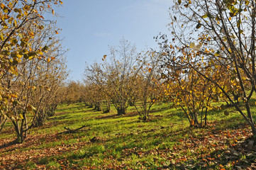 Noccioleti in autunno a Sinio,  Langhe - Piemonte