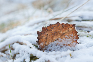  Close up of frozen dry leaf on ground at late autumn.