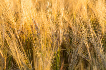 Wheat field