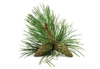 sprig of pine cones