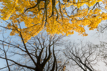 yellow maple tree and bare tree with blue sky