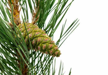 sprig of pine cones