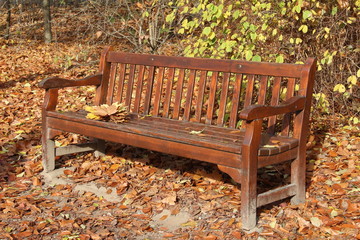 Bench in autumn park