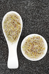 China Rose Sprouting Seeds