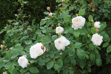 weiße englische Rose