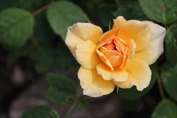 orange englische Rose