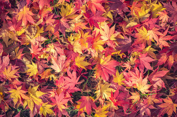 Autumn downy Japanese maple (acer japonicum) leaves as a background