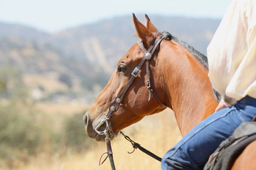 Obraz premium A bay horse and cowboy overlooking the valley on a long distance trail ride.