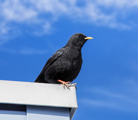 Alpine chough on the top of Mt. Titlis in Switzerland