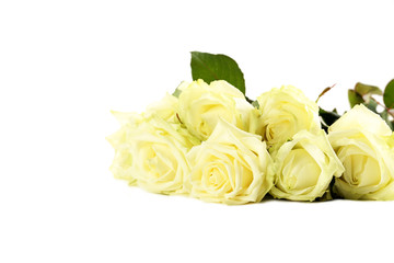 Fototapeta premium Bouquet of white roses on a white background