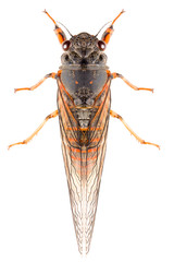 The Cicadetta montana or New Forest Cicada isolated on white background, dorsal view.