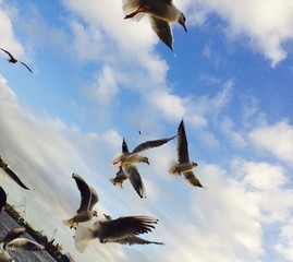 M&ouml;wen im Tiefflug werden gef&uuml;ttert