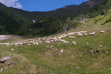 Fototapeta na wymiar The shepherd