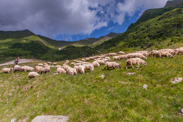 Fototapeta premium The shepherd