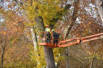 podando las ramas de un árbol en otoño