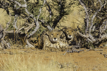 Two cheetahs in the Etosha National Park, Namibia