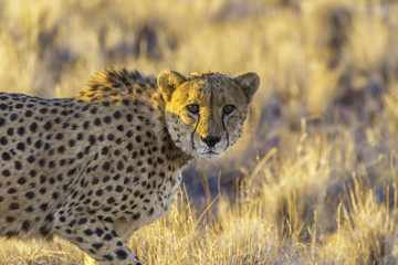 Cheetah in the Etosha National Park, Namibia