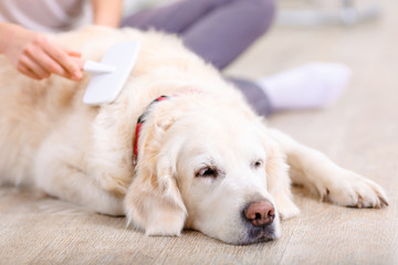 Pleasant woman having fun with a dog 