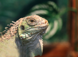 lizard
