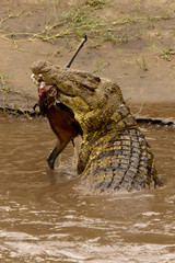 Krokodil frißt Gazelle
