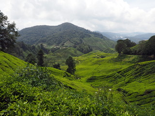 Tea plantation Cameron Highlands