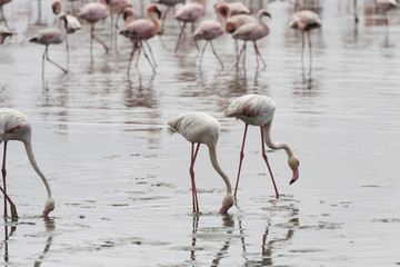 Pink flamingos in Walvis Bay, Namibia