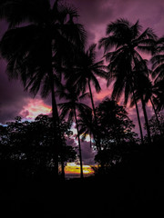 Palm tree silhouettes during sunset