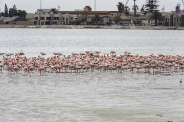 Pink flamingos in Walvis Bay, Namibia