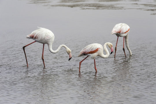 Pink flamingos in Walvis Bay, Namibia