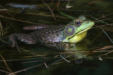 Green Frog (Rana clamitans) in a Pond