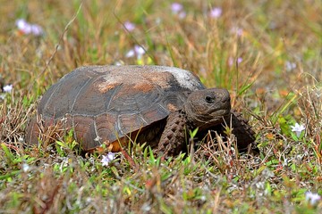 Gopher Tortoise (Gopherus polyphemus)