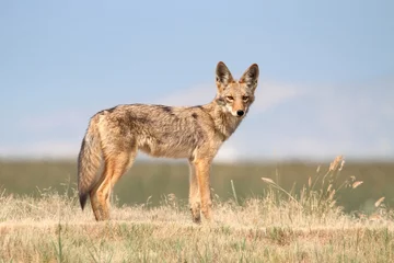 Foto op Canvas Western Coyote © Steve Byland