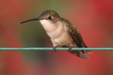 Ruby-throated Hummingbird (archilochus colubris)