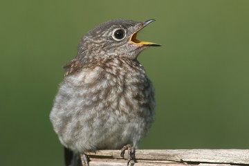 Baby Eastern Bluebird