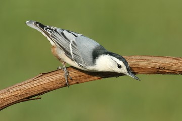 Nuthatch On A Branch