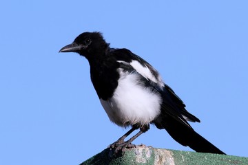 Black-billed Magpie (Pica hudsonia)